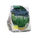 Baltus Agapanthus Donkerblauw bloembollen per 3 stuks